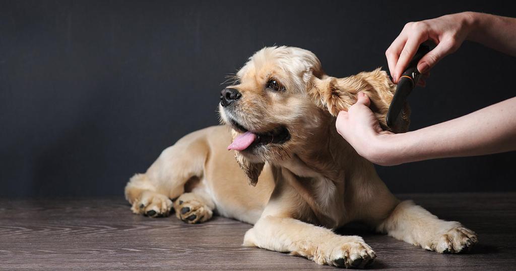 生意轉讓離島寵物香港創業・頂讓・生意頂讓・頂手・生意買賣・買生意